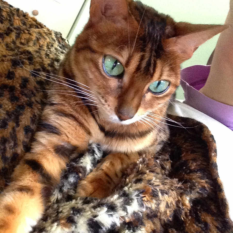 Nala joined the competition — help win amazing prizes! animal, bengal_cat, blanket, brown, cat, close_up, domestic_animal, feline, fur, green_eyes, indoor, leopard_print, orange, patterned, pet, purple_clothing, resting, soft_texture, striped, whiskers