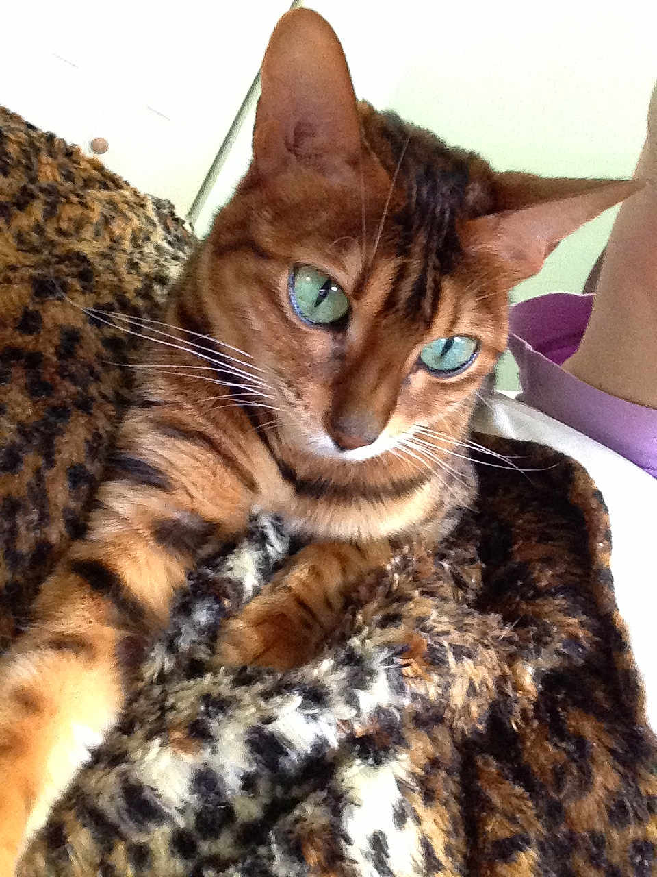 Nala