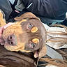 Tyson a rejoint le concours — aidez-le/la à gagner de superbes lots ! dog, pet, brown_dog, tan_markings, car_interior, seatbelt, person, black_jacket, close_up, animal, companion, resting, lap, canine, looking_up, vehicle, travel, human_hand, calm, indoors