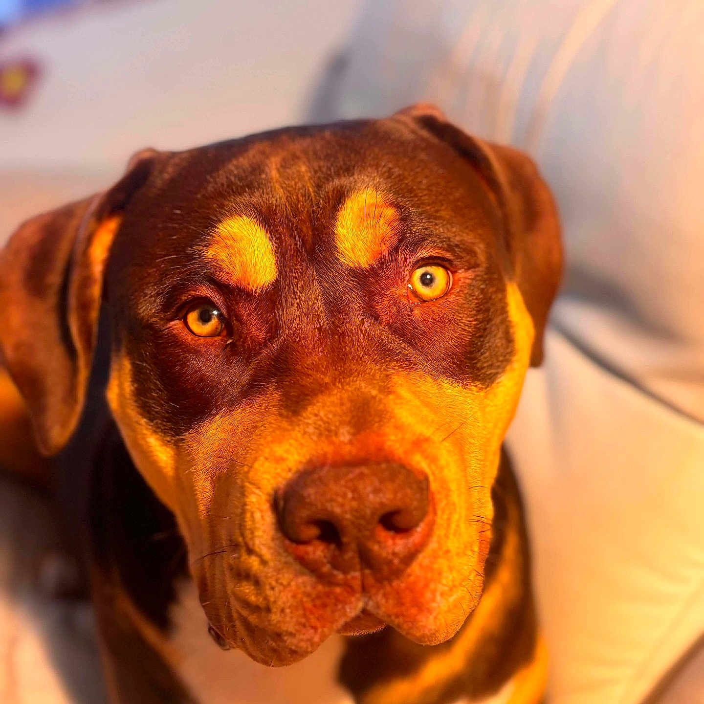 Tyson a rejoint le concours — aidez-le/la à gagner de superbes lots ! dog, pet, portrait, close_up, indoor, couch, brown_coat, golden_eyes, canine, muzzle, ears, fur, animal, companion, relaxed, looking_at_camera, warm_lighting, domestic, friendly, snout