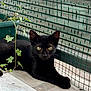 animal, black_cat, calm, cat, concrete_floor, domestic_animal, ears, eyes, feline, green_plant, ivy, looking_at_camera, nature, outdoor, pet, potted_plant, quiet, resting, whiskers, wire_fence