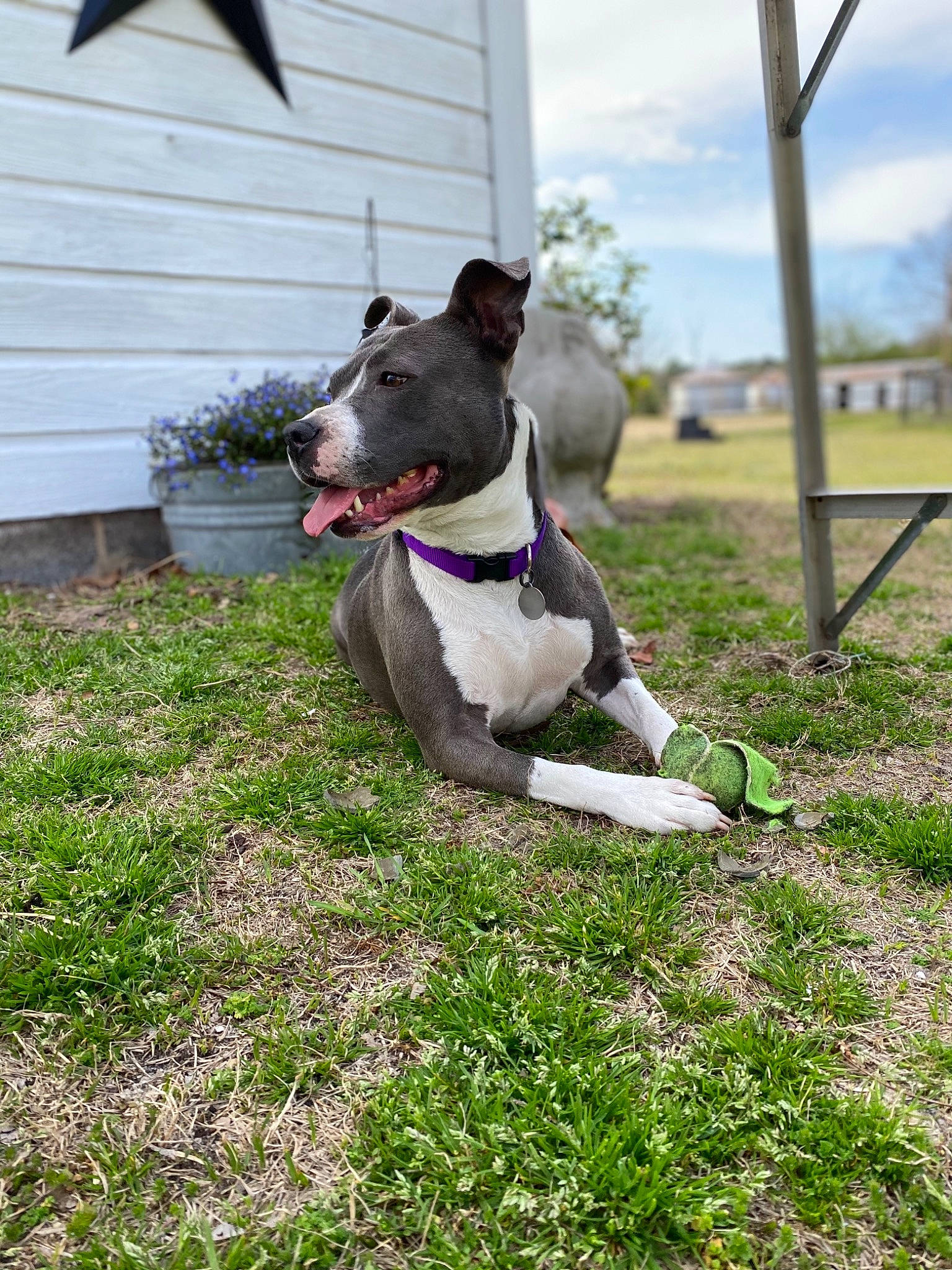 Halo is registered to the contest to win money with this photo: canidae, carnivore, cloud, collar, companion_dog, dog, dog_breed, dog_collar, dog_supply, fawn, grass, non_sporting_group, pet_supply, plant, sky, snout, sporting_group, tail, window, working_dog