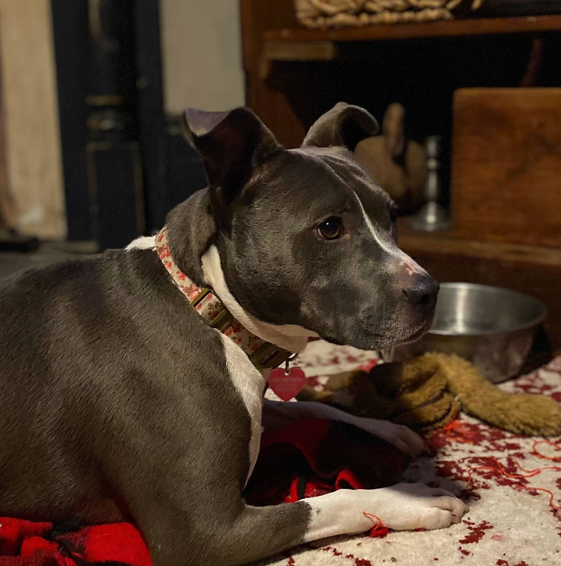 Halo is registered to the contest to win money with this photo: carmine, carnivore, collar, comfort, companion_dog, dog, dog_breed, dog_collar, dog_supply, fawn, guard_dog, mixing_bowl, pet_supply, rampur_greyhound, serveware, snout, sporting_group, tableware, whiskers, working_animal