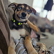 Koda joined the competition — help win amazing prizes! animal, blue_eyes, canine, close_up, collar, couch, cute, dog, domestic_animal, fur, furniture, indoor, paw, pet, portrait, puppy, relaxed, resting, striped_cloth, young_dog