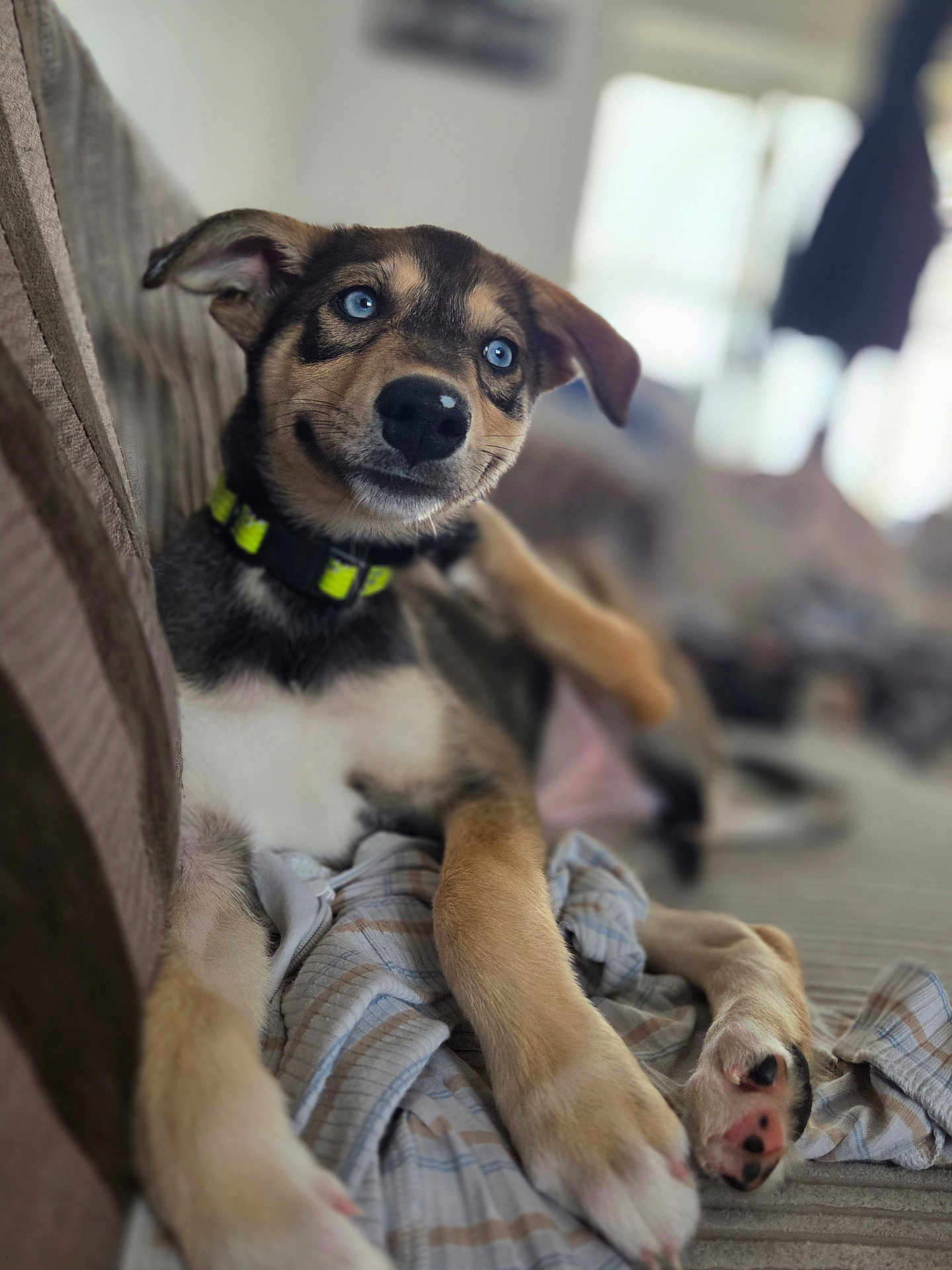 Koda