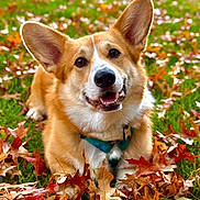 Loki participe au concours pour gagner de l'argent avec cette photo : dog, corgi, autumn, leaves, outdoor, grass, happy, pet, animal, portrait, nature, fall, ears, smiling, canine, cute, closeup, playful, seasonal, daylight