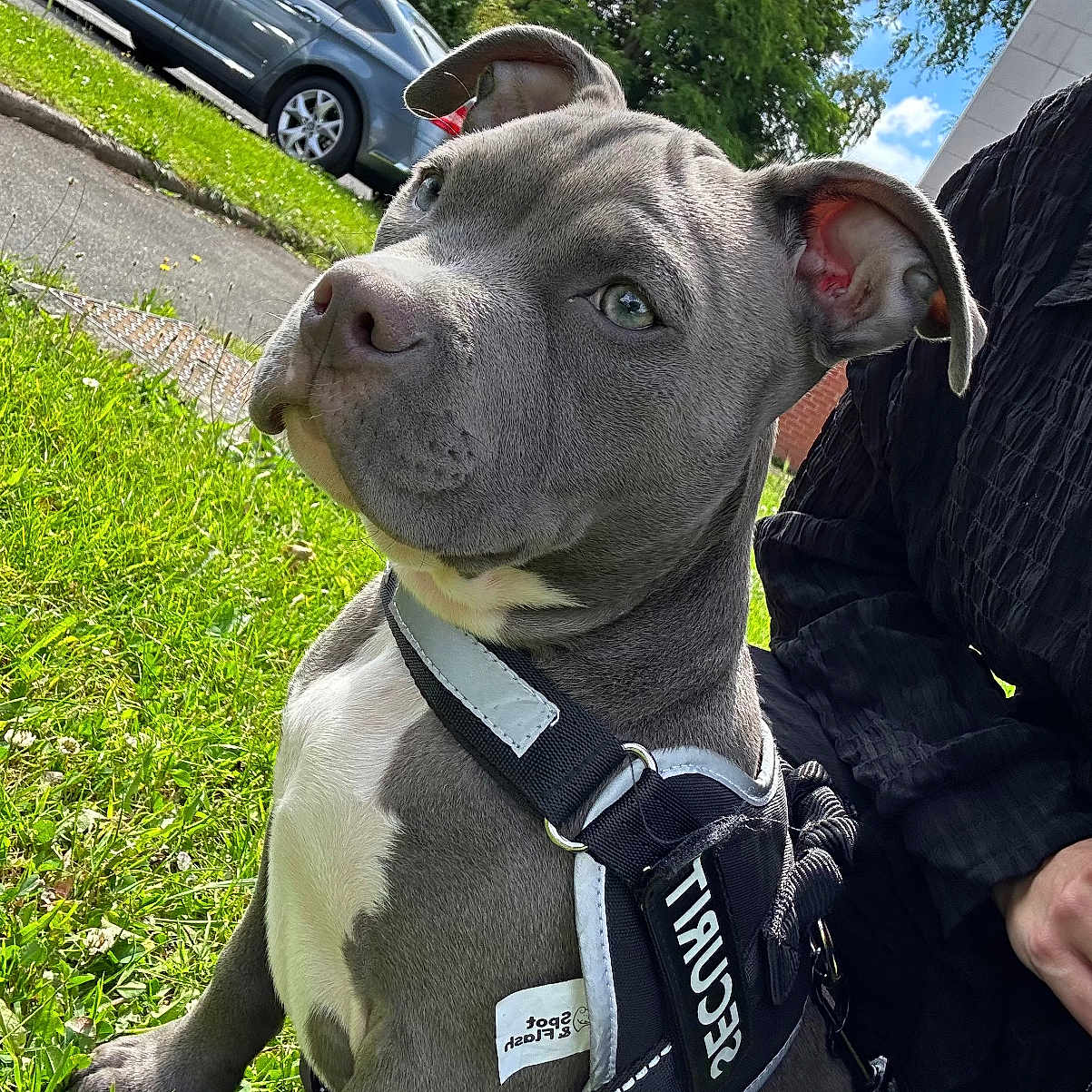 Tyson a rejoint le concours — aidez-le/la à gagner de superbes lots ! adult, alloywheel, animal, canine, car, carwheel, dog, grass, machine, male, man, person, pet, plant, spoke, tire, transportation, tree, vehicle, wheel