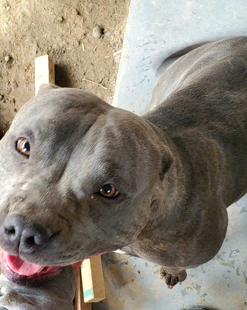 Exodus joined the competition — help win amazing prizes! canidae, carnivore, collar, companion_dog, dog, dog_breed, dog_collar, ear, fawn, liver, non_sporting_group, pet_supply, snout, sporting_group, terrestrial_animal, whiskers, working_animal