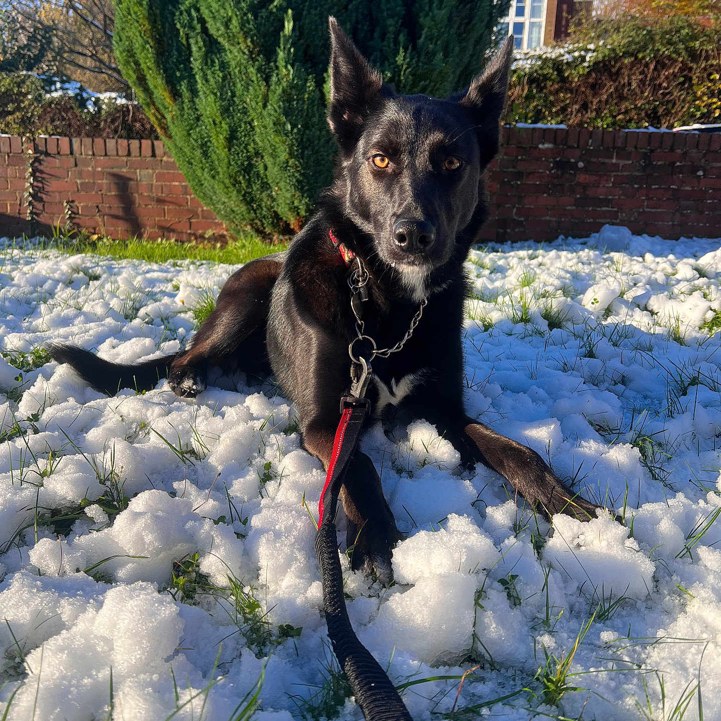 Daisy is registered to the contest to win money with this photo: accessories, animal, canine, device, dog, grass, husky, ice, lawn, leash, nature, outdoors, pet, plant, puppy, snow, strap, tree, vegetation, weather