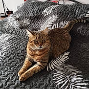 Tittou a rejoint le concours — aidez-le/la à gagner de superbes lots ! cat, tabby_cat, bed, quilt, black_quilt, white_leaf_pattern, feline, pet, animal, indoor, resting, relaxed, fur, whiskers, ears, tail, sleepy, cozy, home, curious