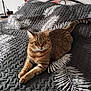 cat, tabby_cat, bed, quilt, black_quilt, white_leaf_pattern, feline, pet, animal, indoor, resting, relaxed, fur, whiskers, ears, tail, sleepy, cozy, home, curious