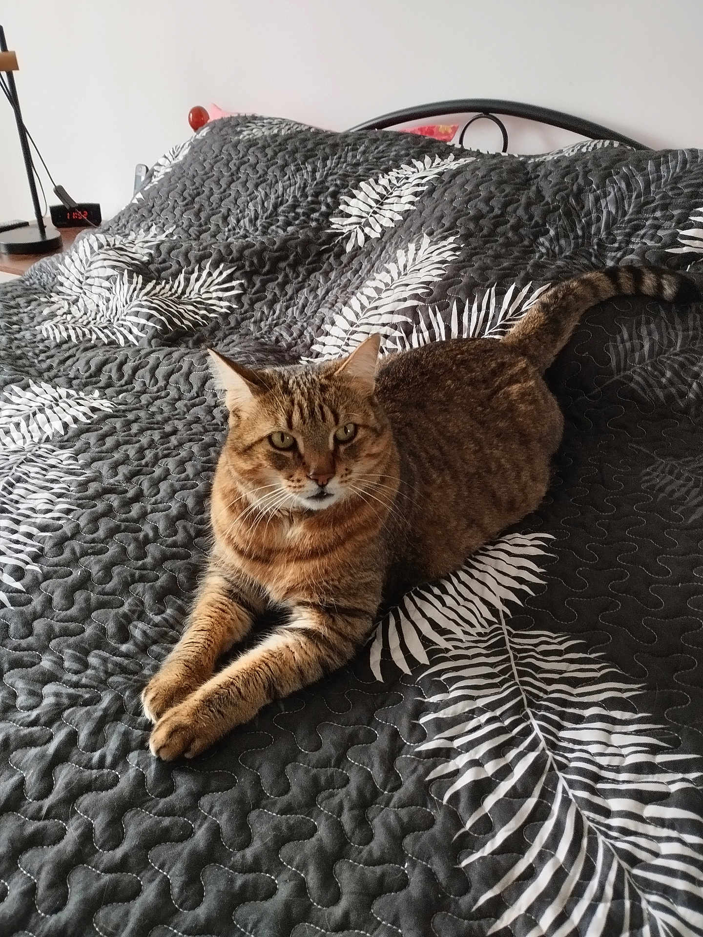Tittou a rejoint le concours — aidez-le/la à gagner de superbes lots ! cat, tabby_cat, bed, quilt, black_quilt, white_leaf_pattern, feline, pet, animal, indoor, resting, relaxed, fur, whiskers, ears, tail, sleepy, cozy, home, curious