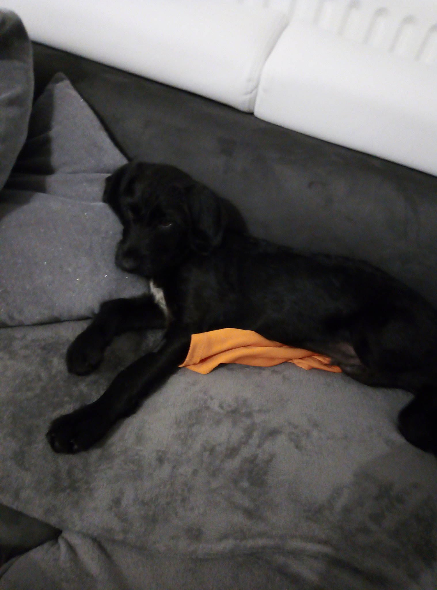 Ulysse a rejoint le concours — aidez-le/la à gagner de superbes lots ! canidae, carnivore, dog, dog_breed, guard_dog, labrador_retriever, puppy, sporting_group