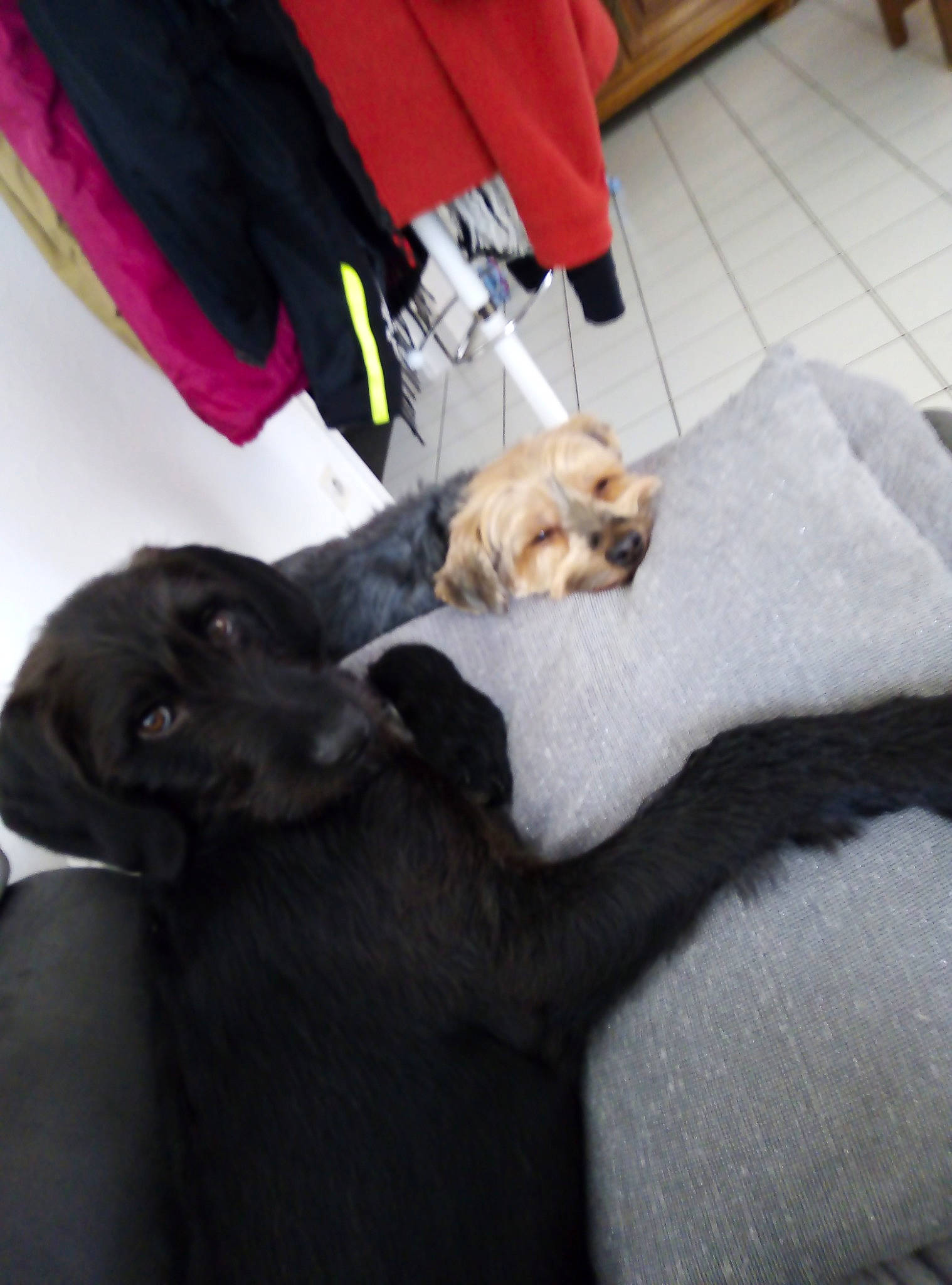 Ulysse a rejoint le concours — aidez-le/la à gagner de superbes lots ! canidae, carnivore, companion_dog, dog, dog_breed, fawn, puppy, sporting_group