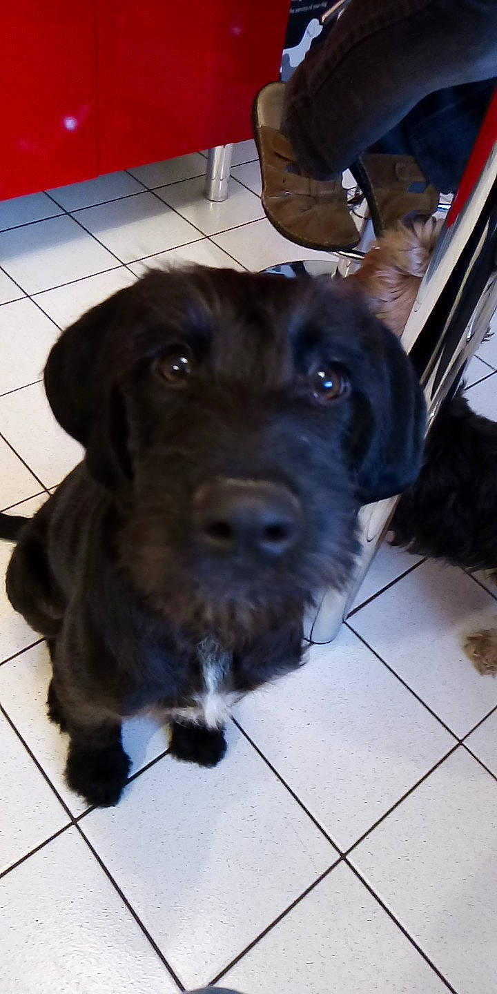 Ulysse a rejoint le concours — aidez-le/la à gagner de superbes lots ! canidae, carnivore, companion_dog, dog, dog_breed, german_wirehaired_pointer, labrador_retriever, mammal, miniature_schnauzer, patterdale_terrier, pudelpointer, puppy, rare_breed_dog, schnauzer, snout, sporting_group, terrier, vertebrate