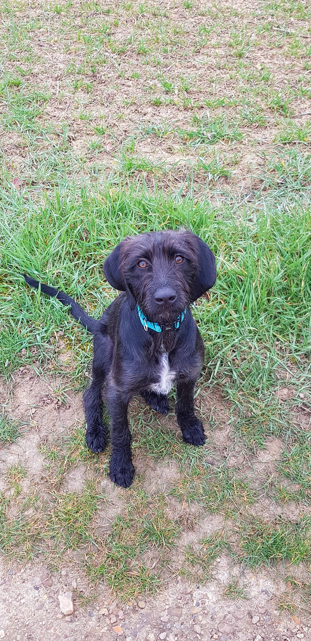 Ulysse a rejoint le concours — aidez-le/la à gagner de superbes lots ! canidae, carnivore, companion_dog, dog, dog_breed, german_wirehaired_pointer, hunting_dog, labradoodle, mammal, patterdale_terrier, pudelpointer, puppy, rare_breed_dog, sporting_group, stichelhaar, vertebrate