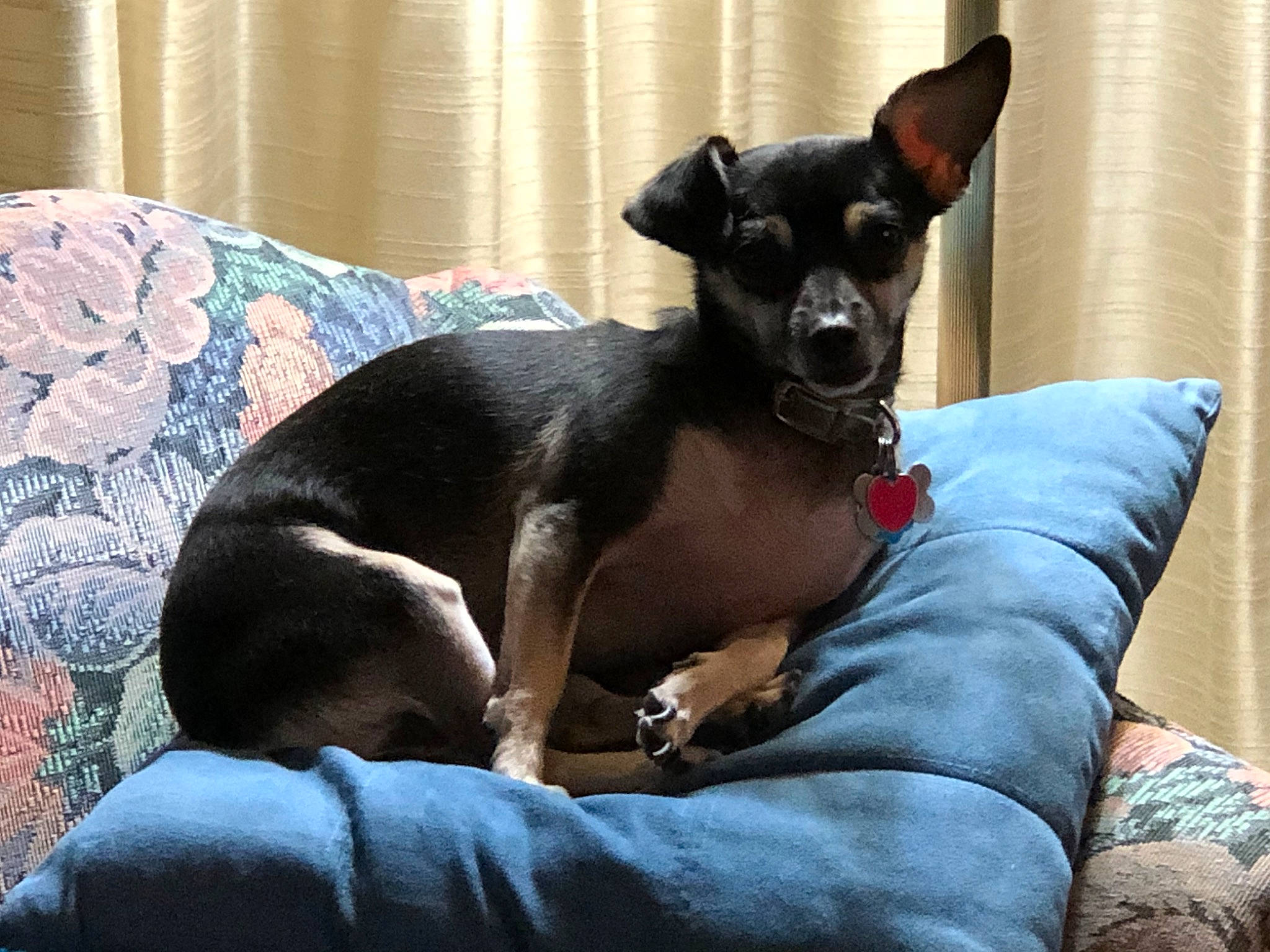 Shadow joined the competition — help win amazing prizes! canidae, carnivore, chihuahua, comfort, companion_dog, dog, dog_breed, dog_supply, ear, fawn, fur, guard_dog, paw, prazsky_krysarik, russkiy_toy, snout, sporting_group, toy_dog, whiskers, working_animal