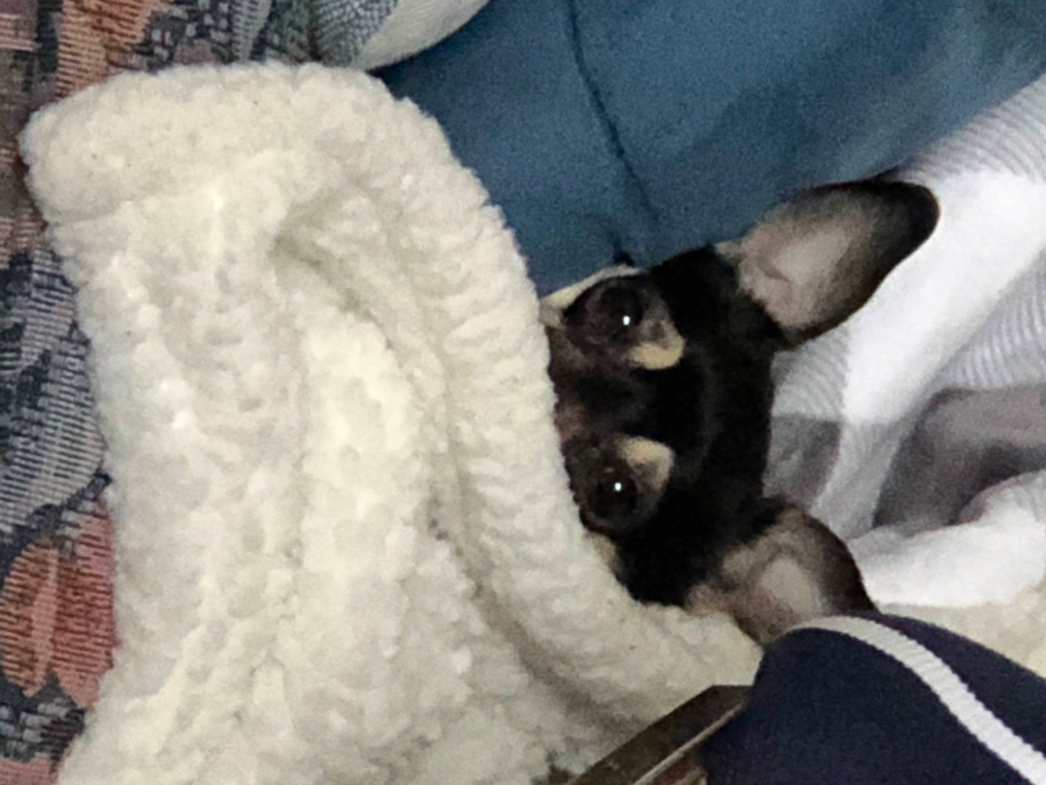 Shadow joined the competition — help win amazing prizes! cat, comfort, companion_dog, couch, dog_breed, domestic_short_haired_cat, ear, event, felidae, fur, head, linens, paw, small_to_medium_sized_cats, snout, tail, toy, toy_dog, vertebrate, whiskers