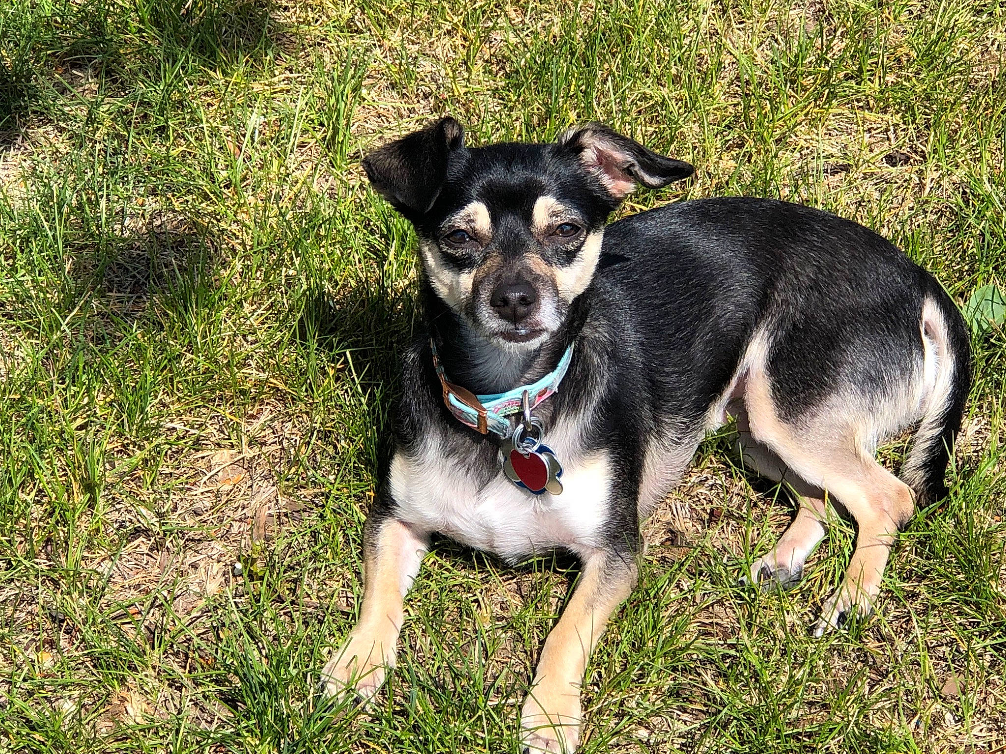 Shadow is registered to the contest to win money with this photo: canidae, carnivore, chihuahua, companion_dog, corgi_chihuahua, dog, dog_breed, fawn, feist, grass, mammal, miniature_pinscher, plant, puppy, rare_breed_dog, rat_terrier, snout, sporting_group, vertebrate