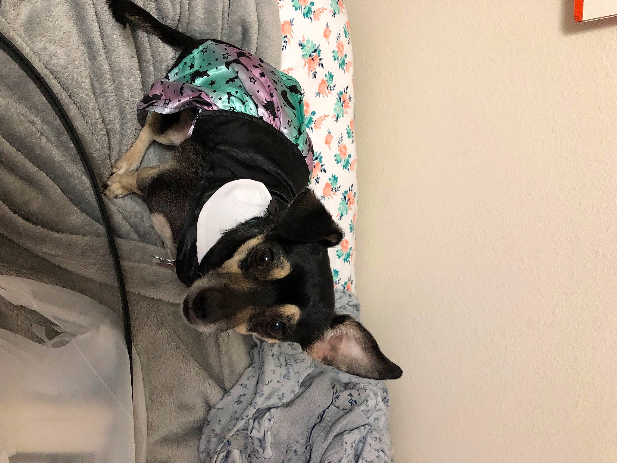 Shadow is registered to the contest to win money with this photo: bat, canidae, carnivore, collar, comfort, companion_dog, dog, dog_breed, eyewear, fashion_accessory, fawn, felidae, fictional_character, fur, grey, linens, sleeve, small_to_medium_sized_cats, sporting_group, whiskers