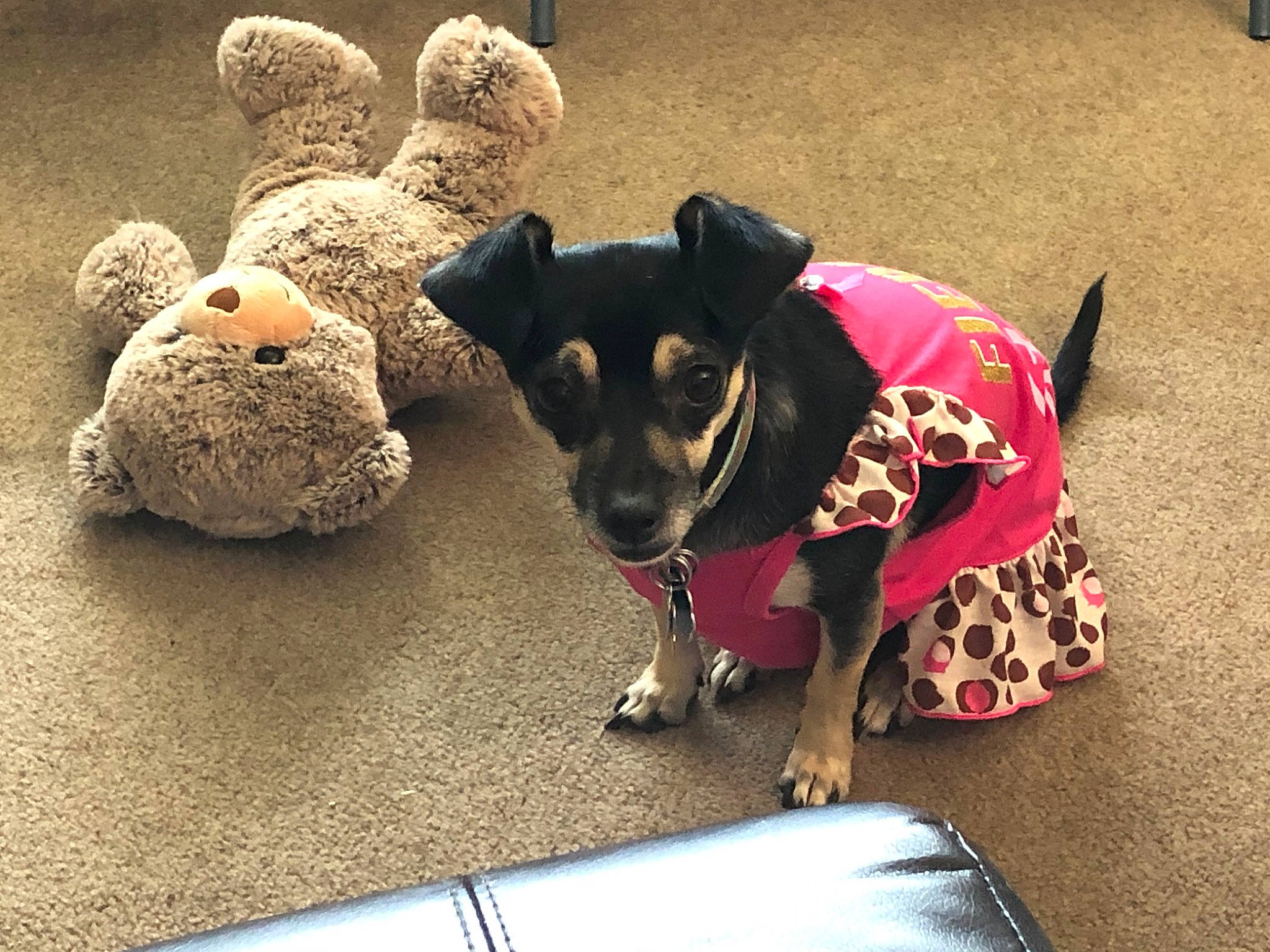 Shadow is registered to the contest to win money with this photo: carnivore, collar, companion_dog, costume_hat, dog, dog_breed, dog_clothes, dog_collar, dog_supply, fashion_accessory, fawn, flooring, fur, headgear, leash, pet_supply, snout, toy, toy_dog, working_animal