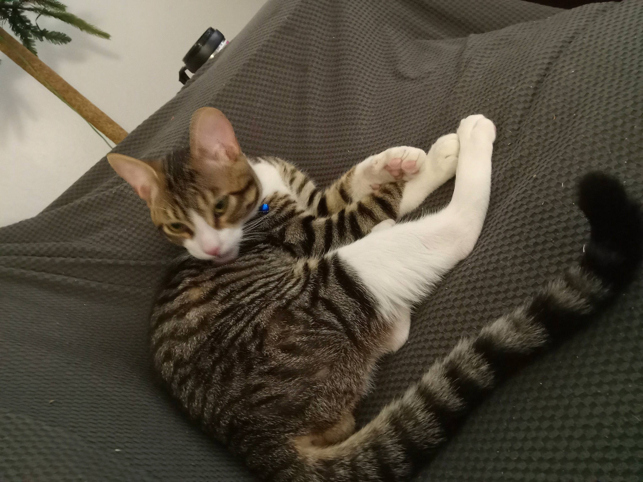 Bobo joined the competition — help win amazing prizes! carnivore, cat, claw, comfort, domestic_short_haired_cat, fawn, felidae, flowerpot, foot, fur, gesture, houseplant, nail, paw, picture_frame, plant, small_to_medium_sized_cats, snout, tail, whiskers