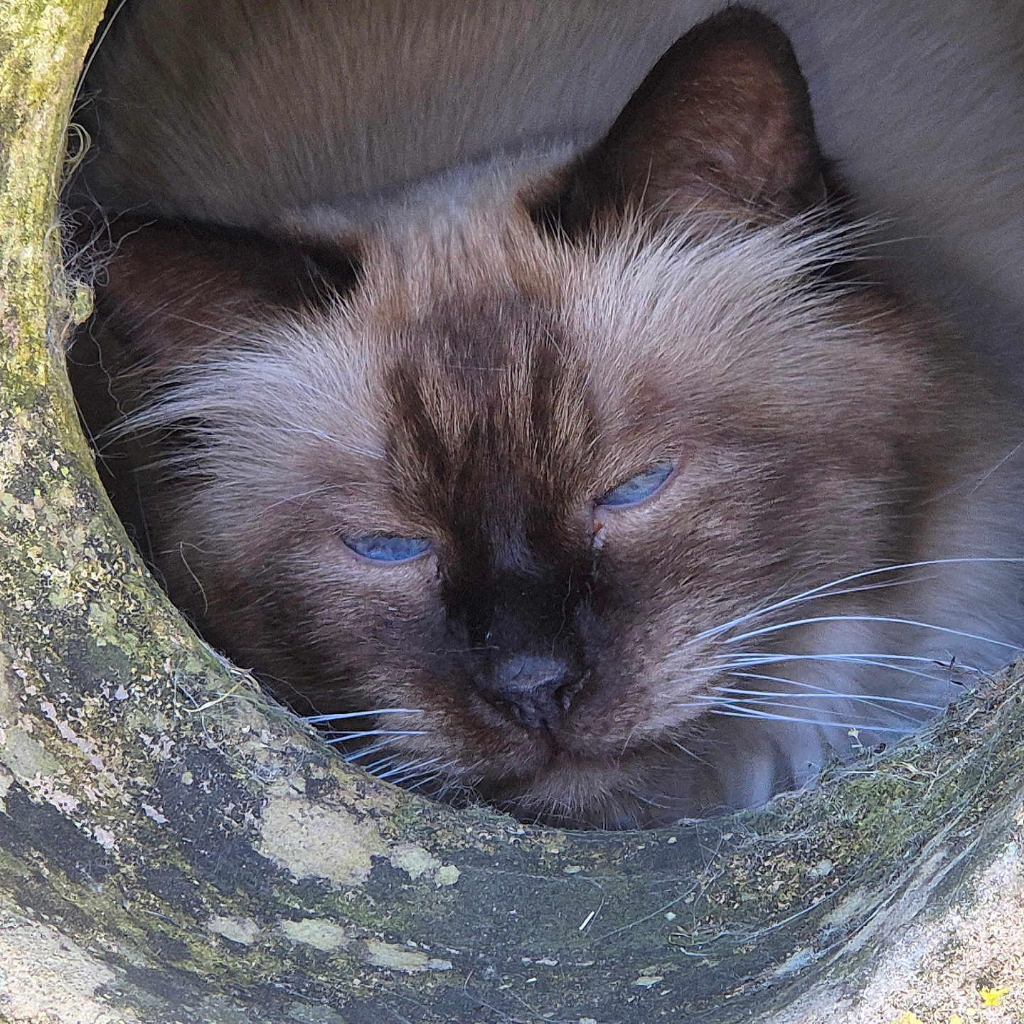 Lego a rejoint le concours — aidez-le/la à gagner de superbes lots ! cat, blue_eyes, fluffy, fur, whiskers, stone, hole, circular, close_up, animal, pet, face, ears, nature, outdoor, moss, texture, sleepy, curious, portrait