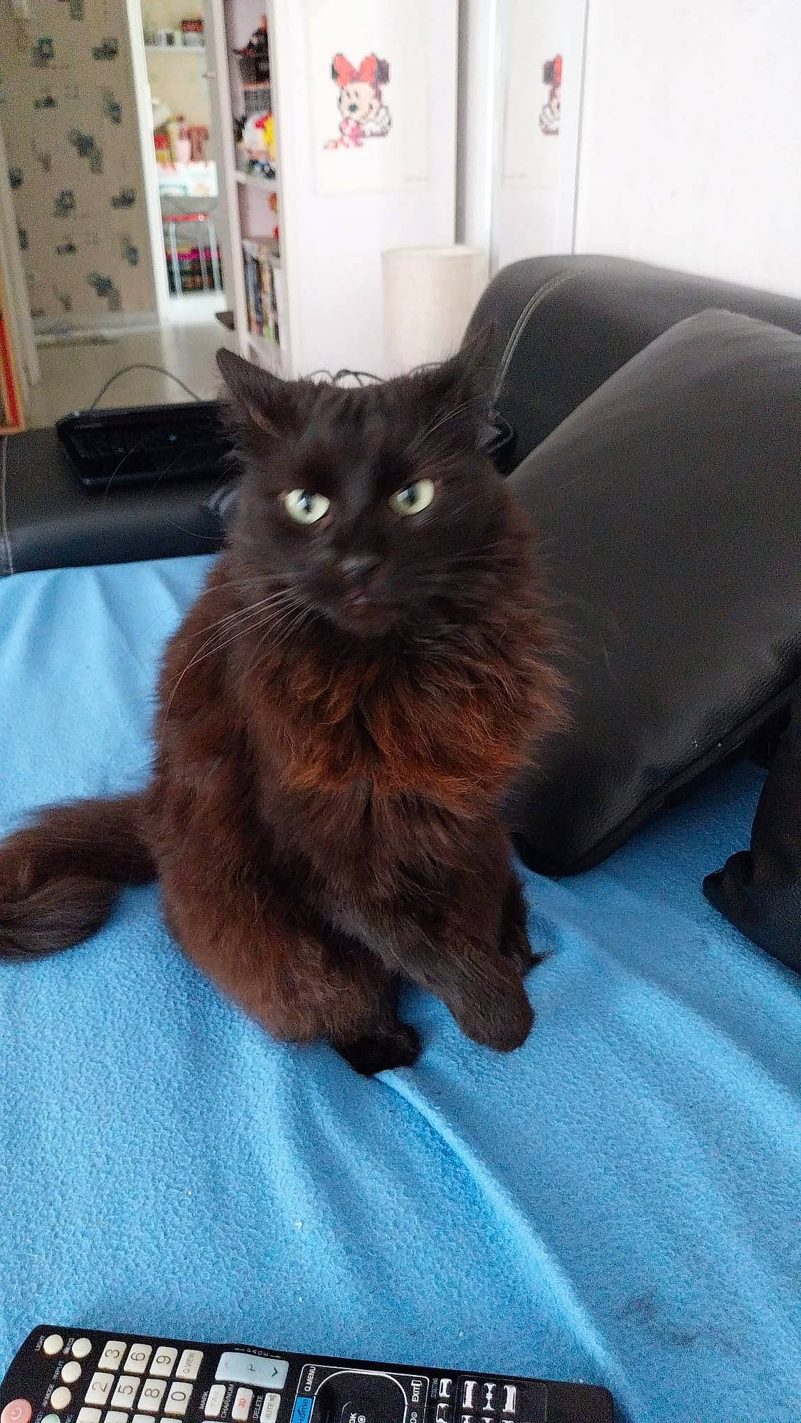 Cookie participe au concours pour gagner de l'argent avec cette photo : black_cat, bombay, carnivore, cat, cat_supply, claw, comfort, couch, domestic_short_haired_cat, felidae, flooring, fur, grey, hardwood, picture_frame, room, sitting, small_to_medium_sized_cats, tail, whiskers