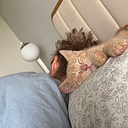 Biscuit is registered to the contest to win money with this photo: bed, blanket, cat, comfort, cozy, cute, feline, fluffy, hair, headboard, indoor, kitten, lamp, nap, person, pillow, relaxation, resting, sleeping, soft