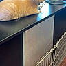 Biscuit is registered to the contest to win money with this photo: animal, cat, countertop, domestic_animal, feline, floor, furniture, guitar_case, household, indoor, kitten, looking_away, orange_cat, pet, resting, side_view, small_cat, soda_can, wire_barrier, wood_floor