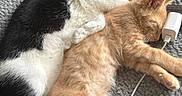 Biscuit is registered to the contest to win money with this photo: animal, black_and_white, blanket, cat, charger, close_up, cozy, cuddling, cute, friendship, fur, ginger, indoor, kitten, nap, paw, pet, relaxation, resting, sleeping