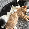 animal, black_and_white, blanket, cat, charger, close_up, cozy, cuddling, cute, friendship, fur, ginger, indoor, kitten, nap, paw, pet, relaxation, resting, sleeping