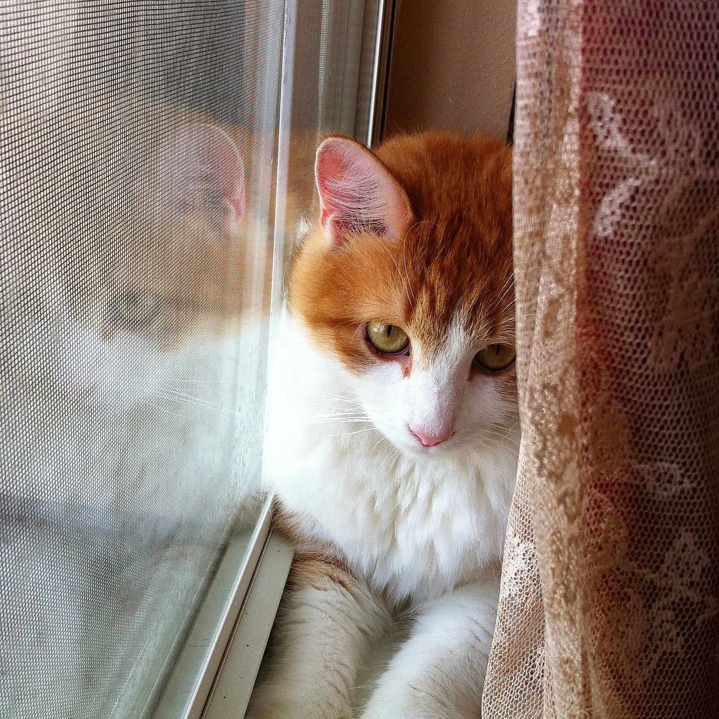 Pumpkin joined the competition — help win amazing prizes! animal, cat, close_up, cozy, curious, curtain, domestic_cat, feline, fur, indoor, lace_curtain, orange_cat, paw, pet, reflection, resting, soft_light, whiskers, white_fur, window