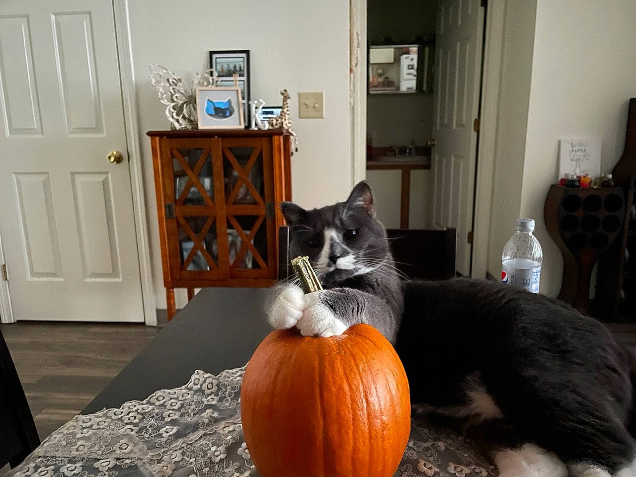 Gracie joined the competition — help win amazing prizes! calabaza, carnivore, cat, comfort, cucurbita, door, felidae, gourd, grey, natural_foods, orange, picture_frame, pumpkin, small_to_medium_sized_cats, squash, table, vegetable, whiskers, winter_squash, wood
