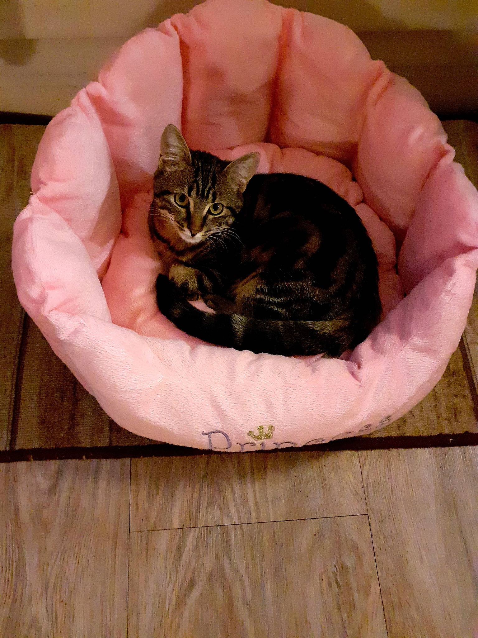 Tina participe au concours pour gagner de l'argent avec cette photo : carnivore, cat, cat_bed, cat_supply, claw, comfort, domestic_short_haired_cat, eye, felidae, fur, hand, hardwood, head, paw, sitting, small_to_medium_sized_cats, snout, tail, whiskers, wood