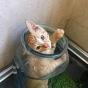 Souki a rejoint le concours — aidez-le/la à gagner de superbes lots ! box, carnivore, cat, cat_supply, domestic_short_haired_cat, fawn, felidae, fur, grass, pet_supply, plant, small_to_medium_sized_cats, snout, tail, whiskers, wood