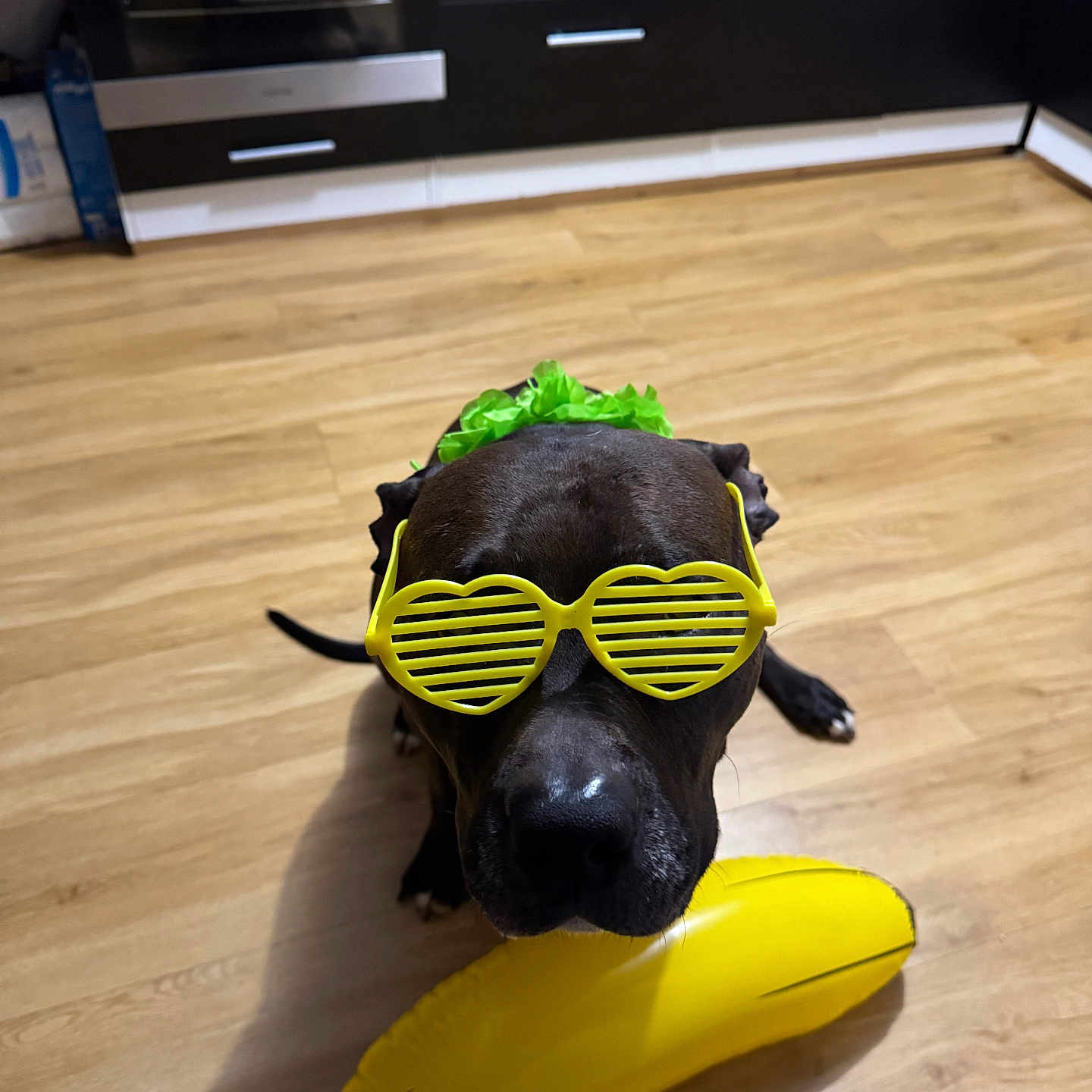 Baba participe au concours pour gagner de l'argent avec cette photo : animal, appliance, black_dog, cabinet, costume, decorative, dog, flooring, funny, green_lei, heart_shaped, indoor, inflatable_banana, kitchen, pet, playful, sunglasses, toy, wooden_floor, yellow_sunglasses