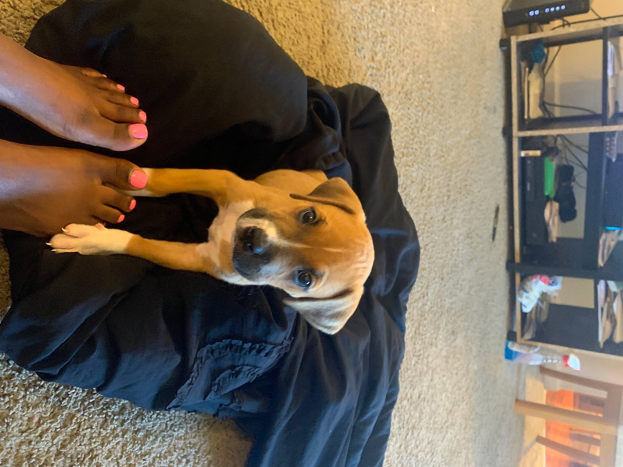 Razor is registered to the contest to win money with this photo: bag, canidae, carnivore, comfort, companion_dog, dog, dog_breed, eyewear, fawn, flooring, fun, fur, guard_dog, human_leg, personal_protective_equipment, room, shoe, sitting, sneakers, sporting_group