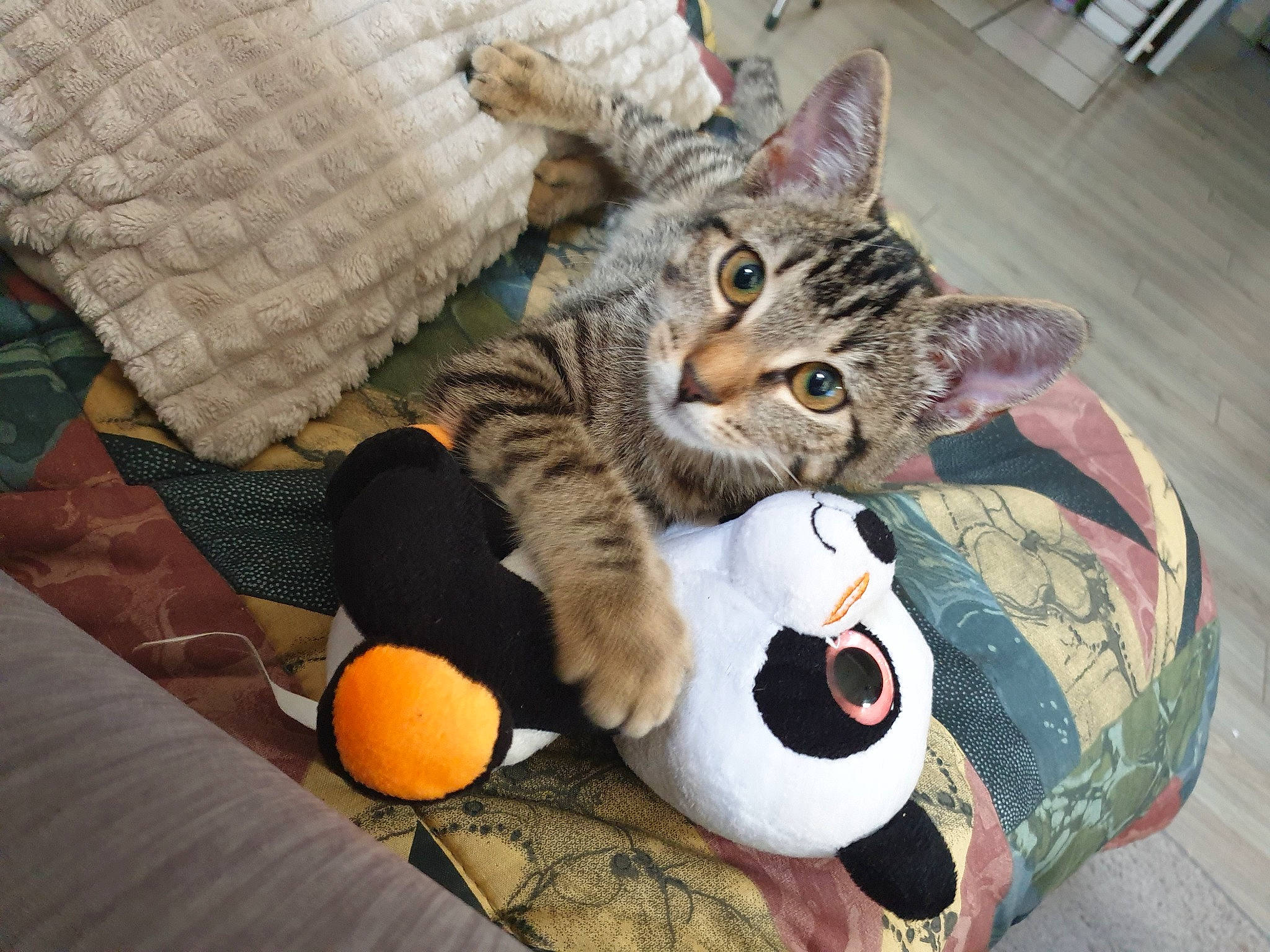 Ruby a rejoint le concours — aidez-le/la à gagner de superbes lots ! aegean_cat, american_shorthair, american_wirehair, asian, california_spangled, carnivore, cat, domestic_short_haired_cat, dragon_li, european_shorthair, eye, felidae, fur, kitten, ocicat, pixie_bob, small_to_medium_sized_cats, tabby_cat, toyger, whiskers