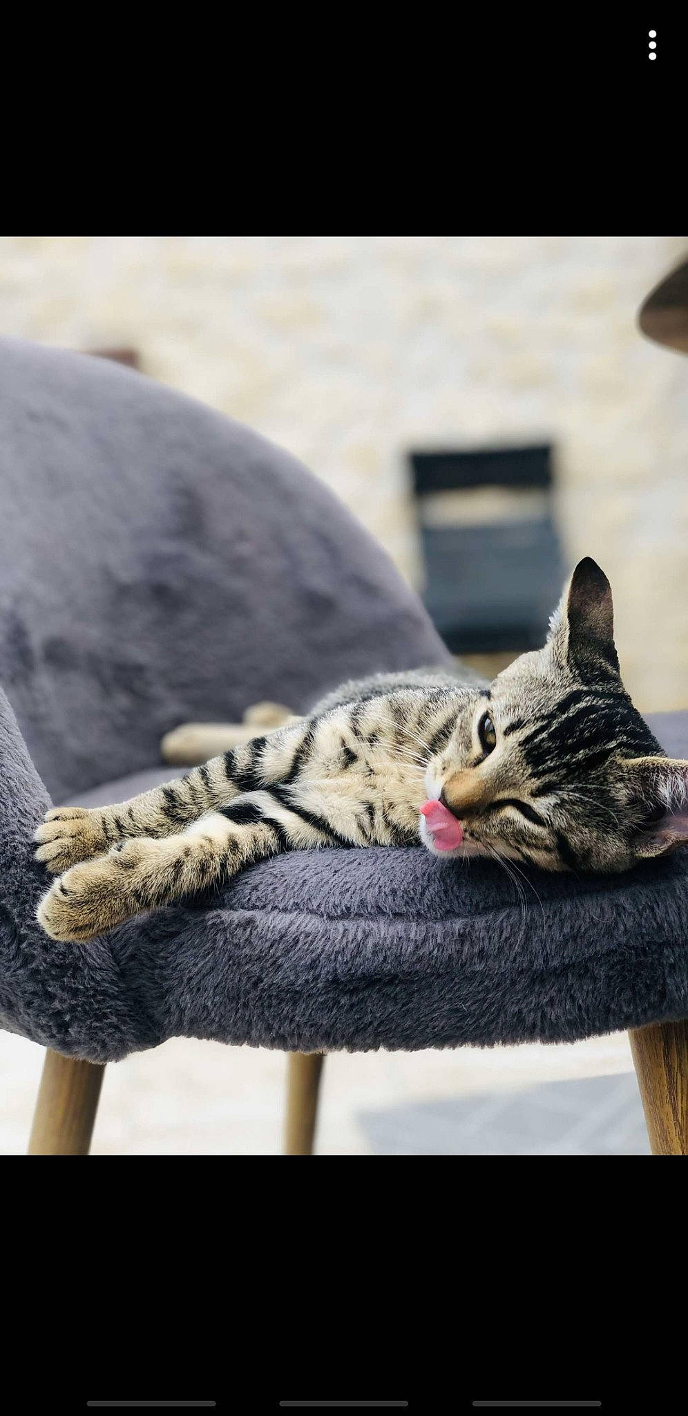 Ruby participe au concours pour gagner de l'argent avec cette photo : aegean_cat, american_shorthair, asian, california_spangled, carnivore, cat, domestic_short_haired_cat, dragon_li, egyptian_mau, european_shorthair, felidae, furniture, kitten, ocicat, savannah, small_to_medium_sized_cats, tabby_cat, whiskers