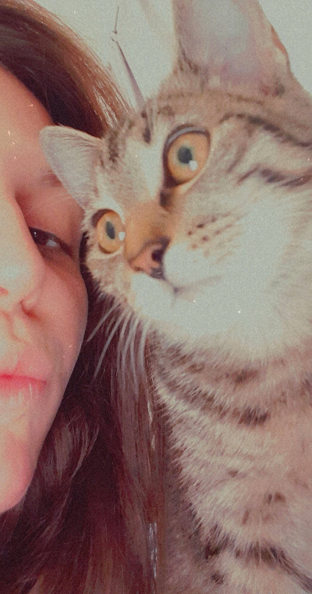 Ruby participe au concours pour gagner de l'argent avec cette photo : carnivore, cat, close_up, european_shorthair, eye, eyebrow, face, felidae, fur, head, kitten, lip, mouth, nose, selfie, skin, small_to_medium_sized_cats, snout, tabby_cat, whiskers