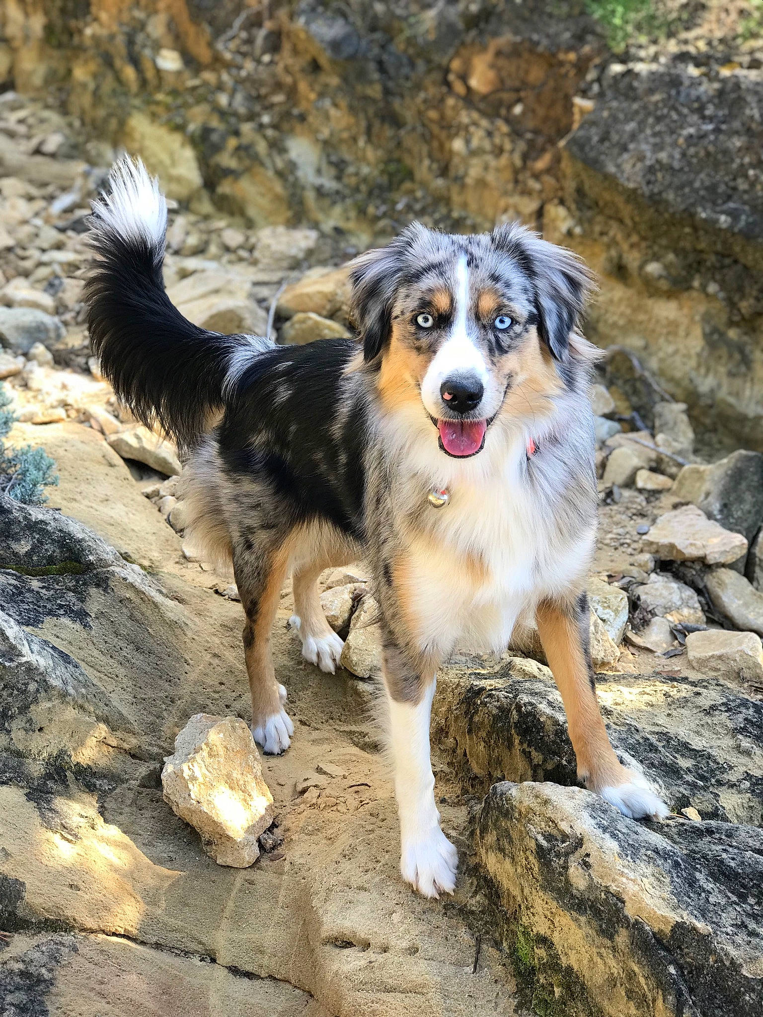 Shelby a rejoint le concours — aidez-le/la à gagner de superbes lots ! ancient_dog_breeds, australian_collie, australian_shepherd, border_collie, canidae, carnivore, companion_dog, dog, dog_breed, fur, herding_dog, plant, rock, scotch_collie, soil, sporting_group, tail, terrestrial_animal, working_dog