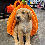 Goofy joined the competition — help win amazing prizes! puppy, dog, golden_retriever, pet_bed, plush, pumpkin, orange, store, shelves, floor, curious, cute, animal, indoor, young_dog, pet_supplies, toy, mischievous, fall, seasonal