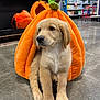 puppy, dog, golden_retriever, pet_bed, plush, pumpkin, orange, store, shelves, floor, curious, cute, animal, indoor, young_dog, pet_supplies, toy, mischievous, fall, seasonal