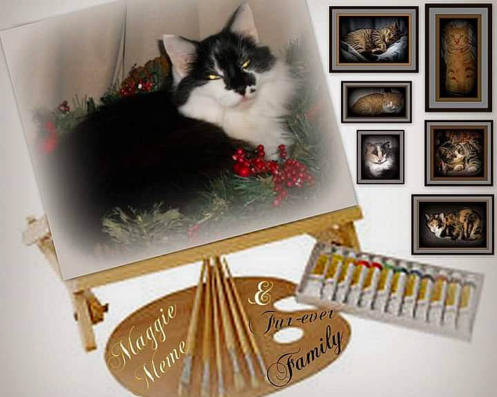 Maggie Meme is registered to the contest to win money with this photo: carnivore, cat, felidae, interior_design, norwegian_forest_cat, picture_frame, ragamuffin, room, shelf, small_to_medium_sized_cats, whiskers