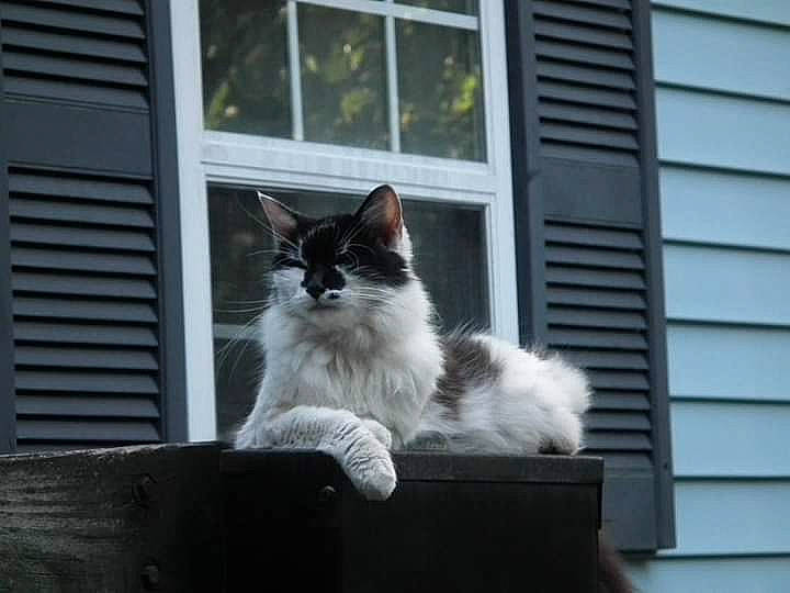 Maggie Meme is registered to the contest to win money with this photo: aegean_cat, black_and_white, british_semi_longhair, carnivore, cat, domestic_long_haired_cat, felidae, home, kitten, mammal, norwegian_forest_cat, polydactyl_cat, ragamuffin, ragdoll, small_to_medium_sized_cats, snapshot, turkish_angora, turkish_van, whiskers, window