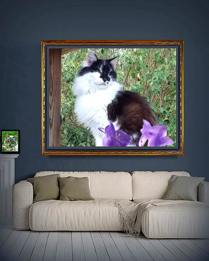 Maggie Meme is registered to the contest to win money with this photo: art, birman, carnivore, cat, felidae, kitten, painting, papillon, picture_frame, plant, ragdoll, rectangle, room, small_to_medium_sized_cats, whiskers, window