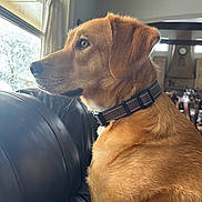 Graciemae is registered to the contest to win money with this photo: dog, golden_fur, collar, leather_couch, window, indoor, living_room, furniture, home, pet, animal, looking_out, natural_light, calm, side_profile, ears, whiskers, nose, portrait, domestic
