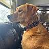 dog, golden_fur, collar, leather_couch, window, indoor, living_room, furniture, home, pet, animal, looking_out, natural_light, calm, side_profile, ears, whiskers, nose, portrait, domestic