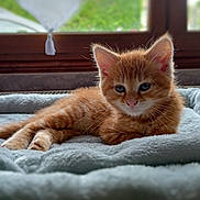 Sam a rejoint le concours — aidez-le/la à gagner de superbes lots ! blanket, cat, cozy, curious, cute, domestic_animal, ears, feline, fur, indoor, kitten, natural_light, orange_tabby, pet, relaxing, resting, soft_focus, whiskers, window, young_animal